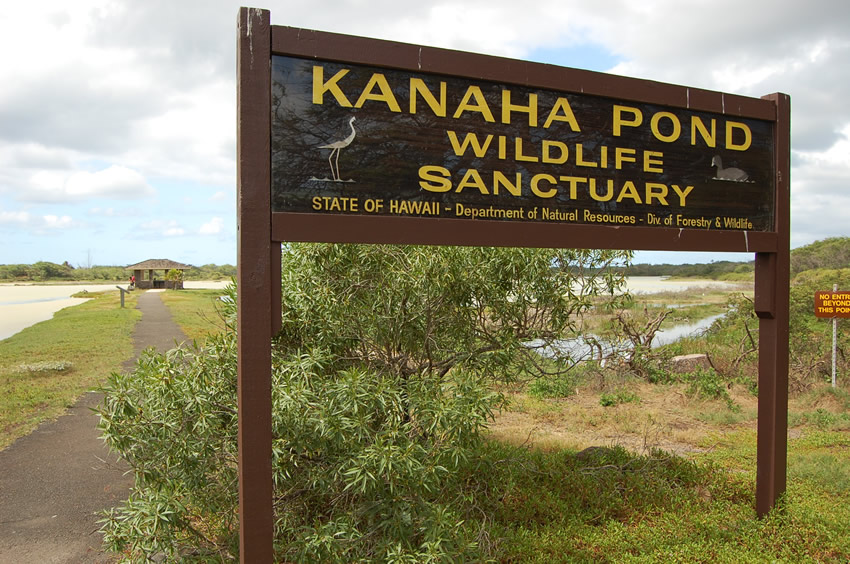Kanaha Pond Wildwife Sanctuary