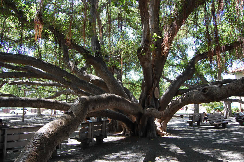 Giant Tree in Lahaina