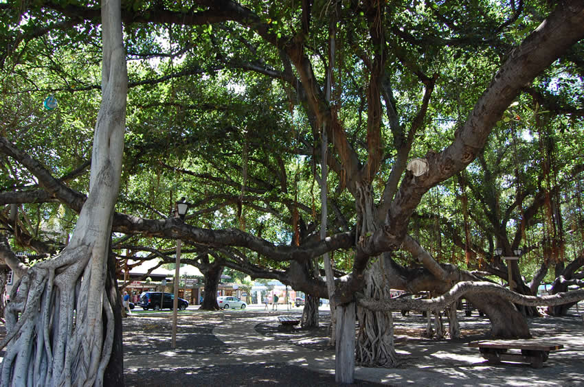 Large Roots