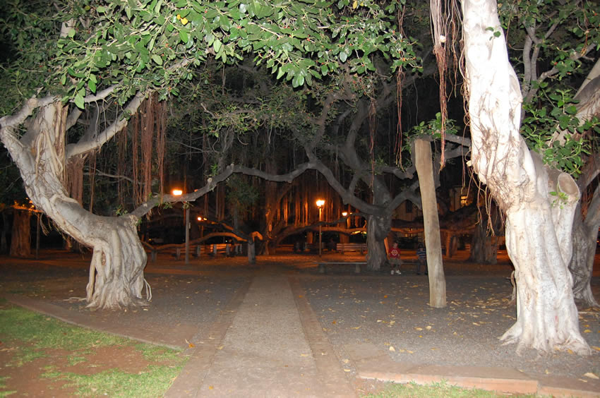 The Banyan Tree at Night