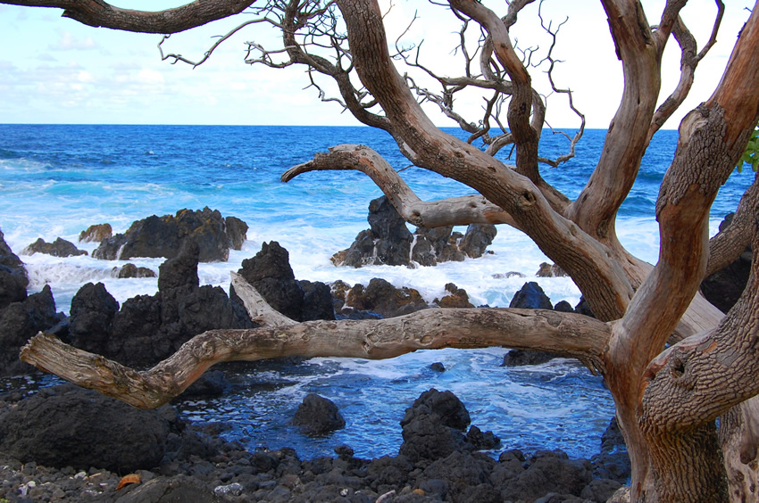 Beach Tree