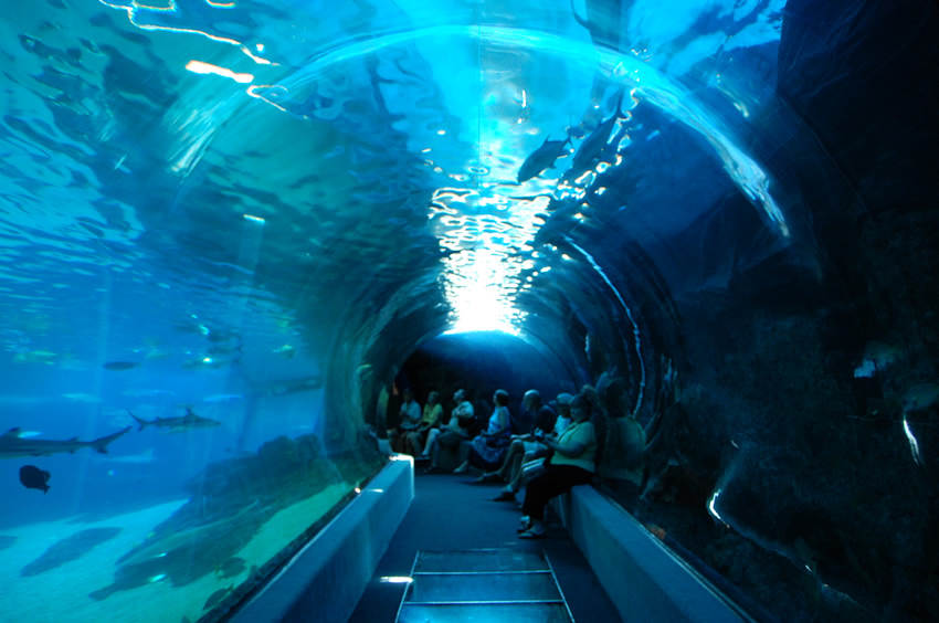 Enjoy the Underwater World
