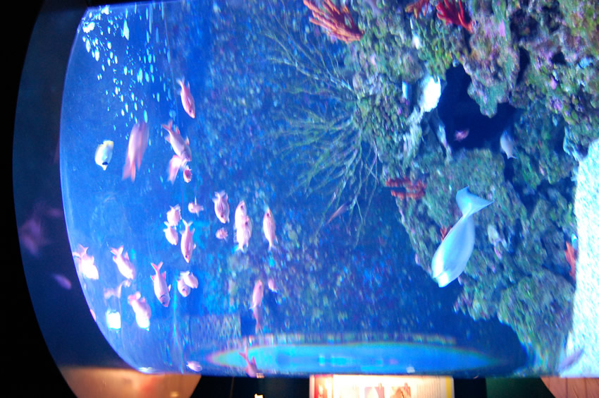 Fish Tank