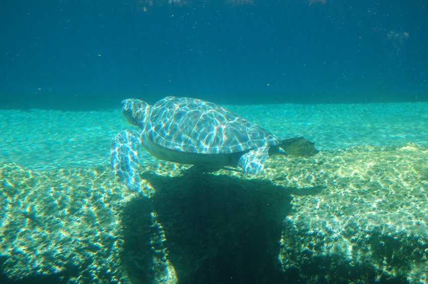 Honu