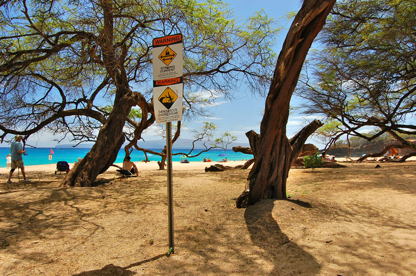 Beach Trees Provide Shade
