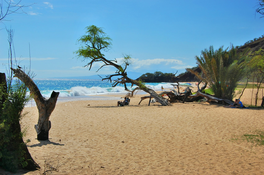 Tree on the Beach