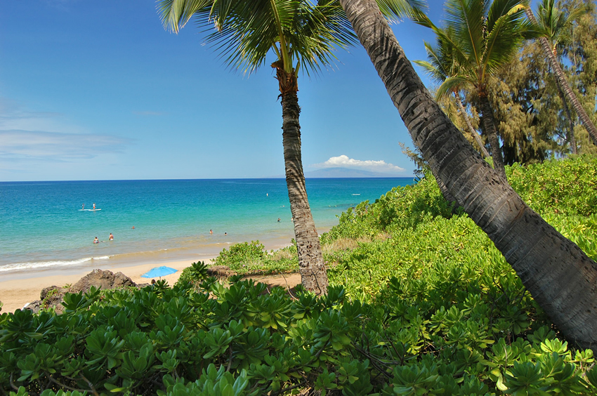 Tropical Vegetation