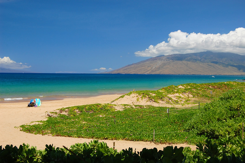 Beach Naupaka Kamaole Ii