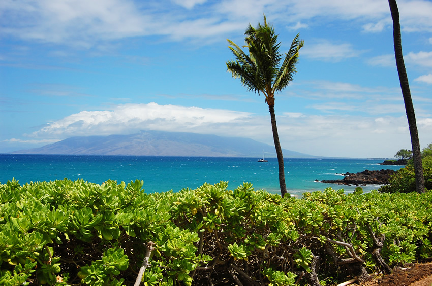 Beachfront Naupaka 2