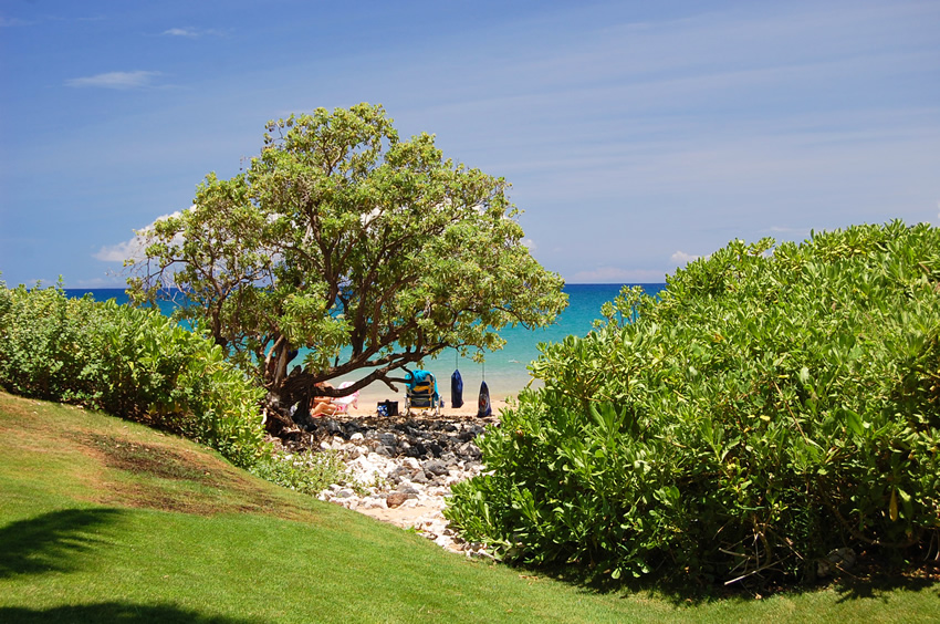 Shady Spot Under a Tree