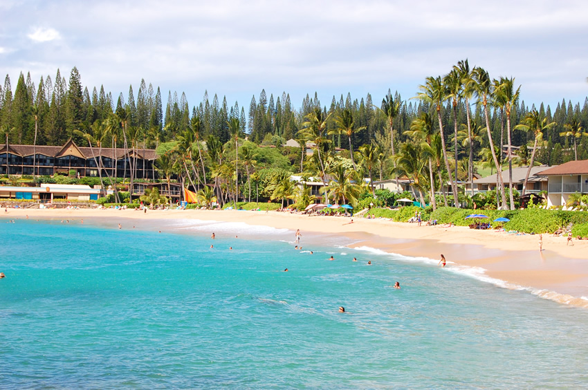 Pine Trees and Palm Trees Surrounding the Bay