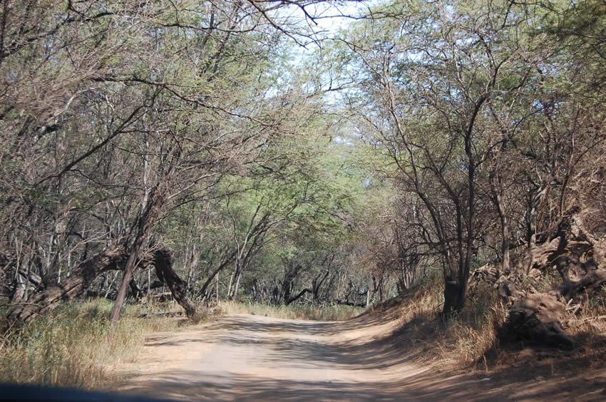 Dirt Road to the Beach