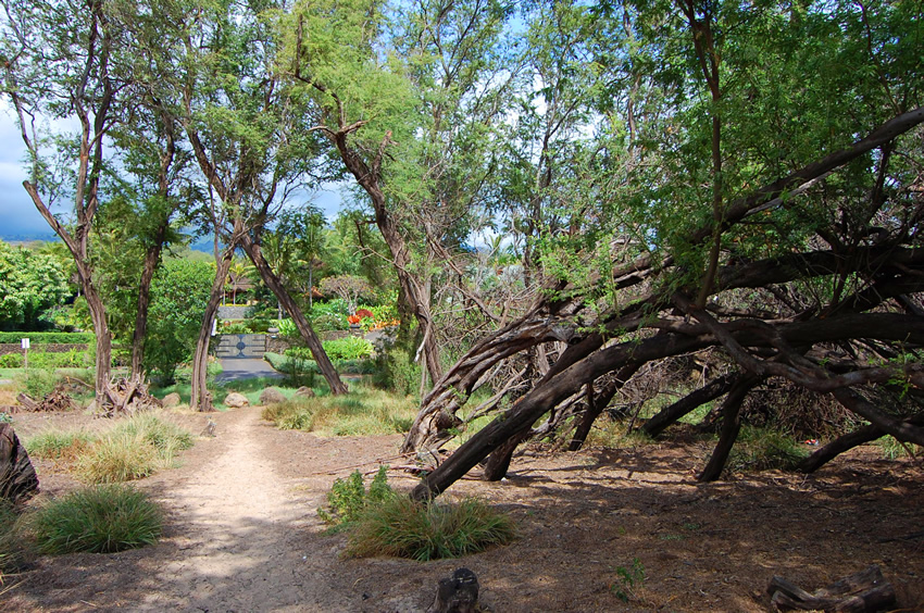 Beach Is Backed by Trees