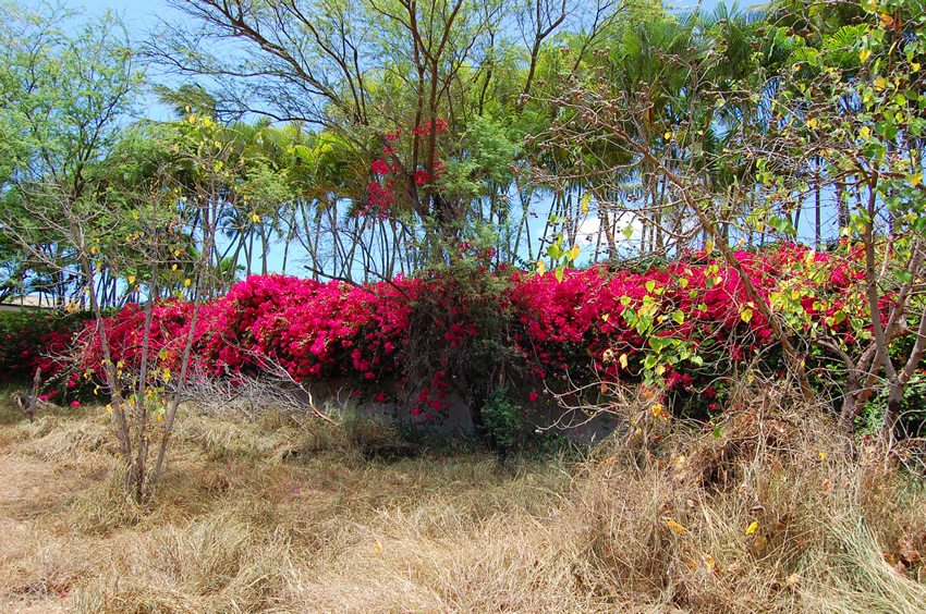 Colorful Flora at the Parking Lot