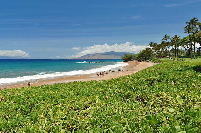 Beachfront Naupaka