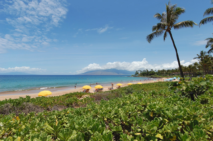 Beach Vegetation