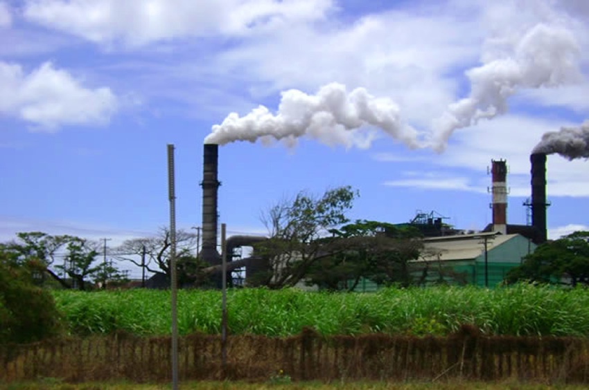 Sugarcane Production