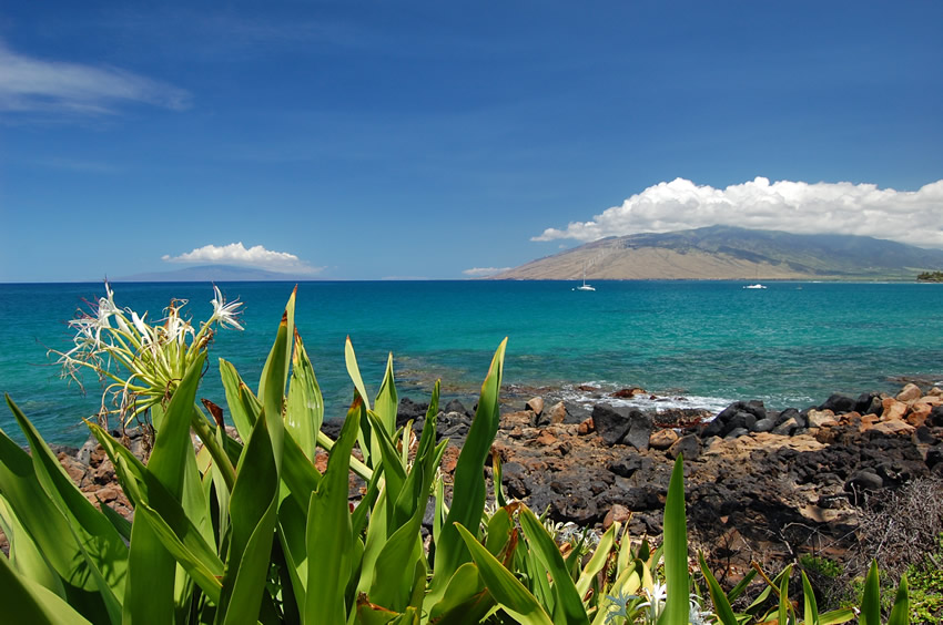 Kihei Shoreline