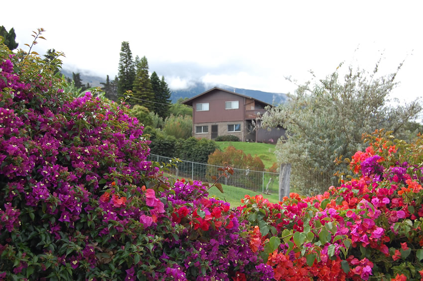 Colorful Flora