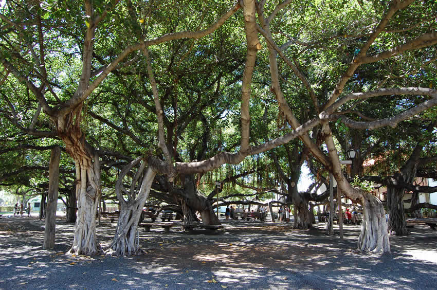 Lahaina Banyan Trees