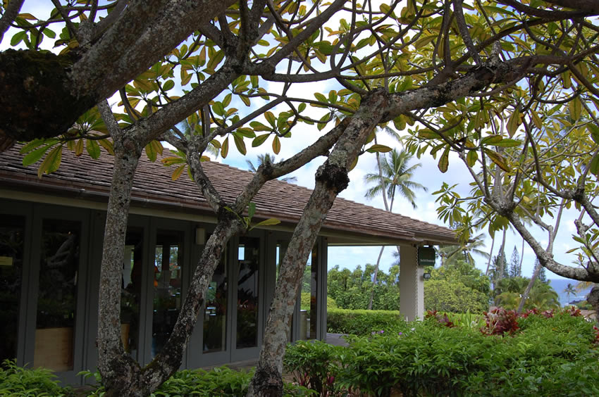 Tropical Surroundings