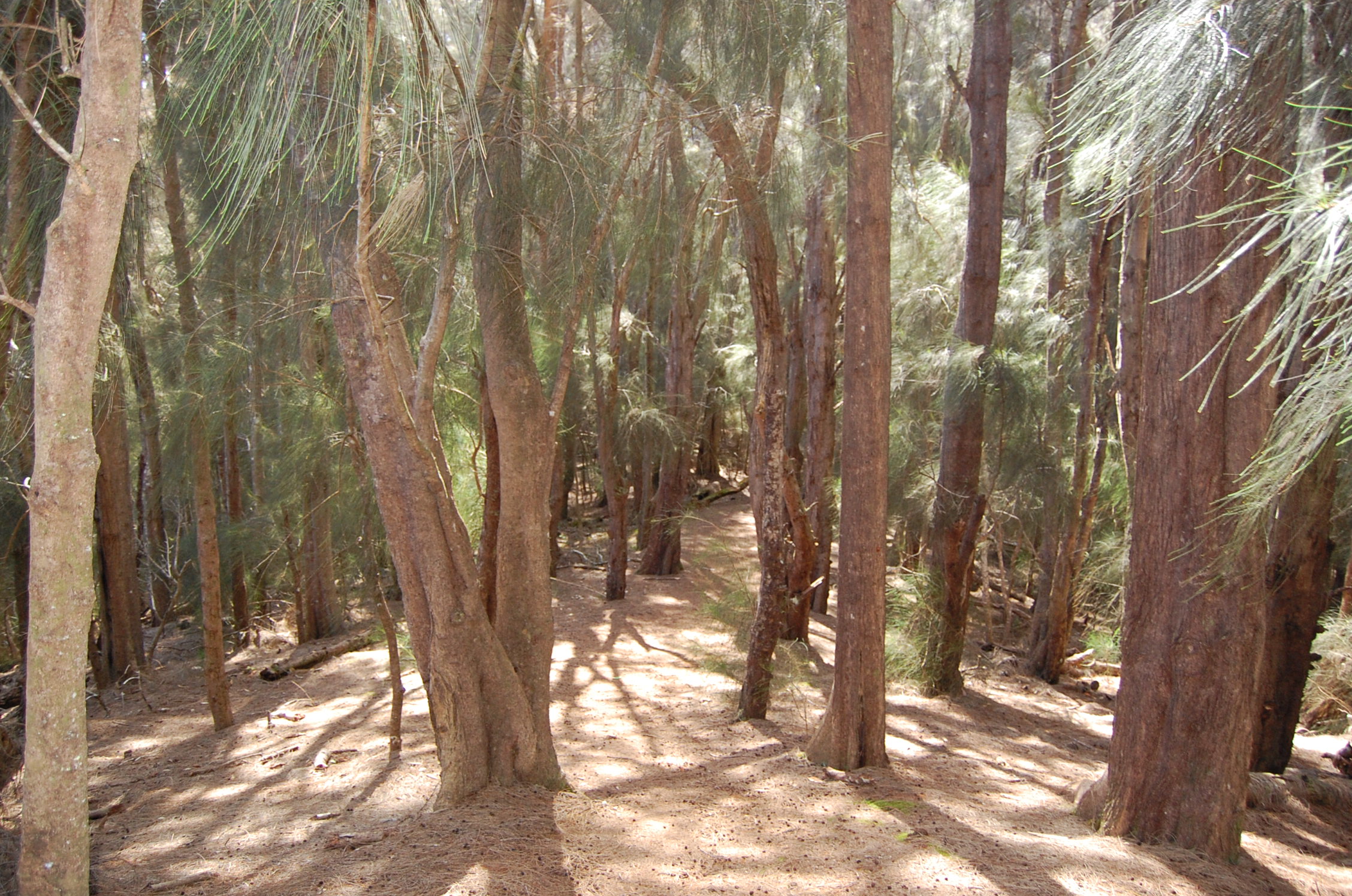 Palaau State Park