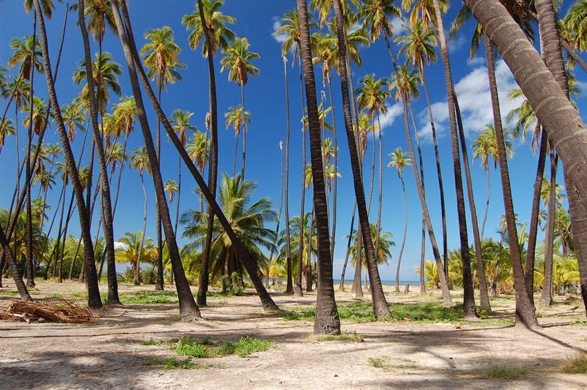 Coconut Trees 2