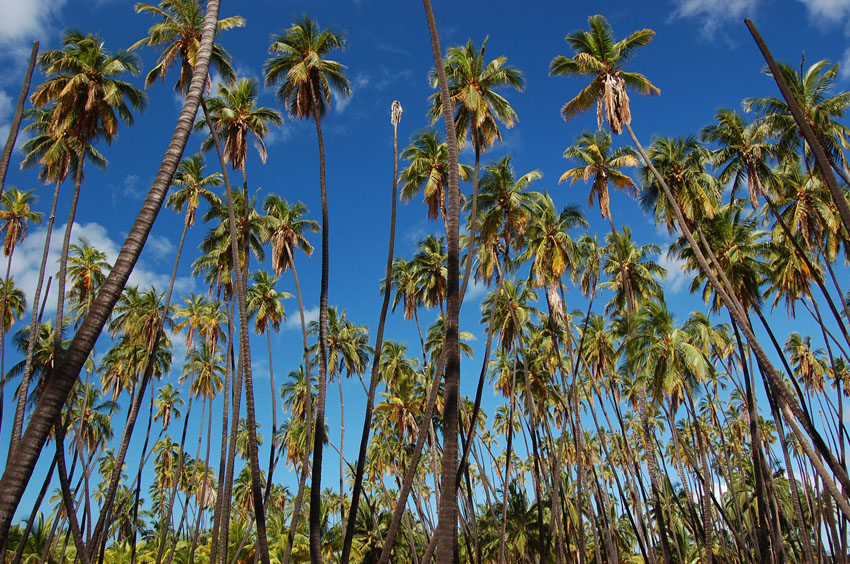 One of Hawaiis Oldest Coconut Groves