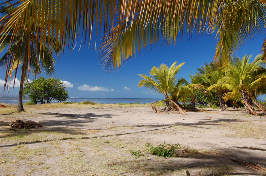 Tropical View 2