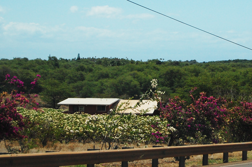 Molokai Plumerias