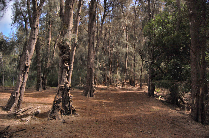 Ironwood Forest