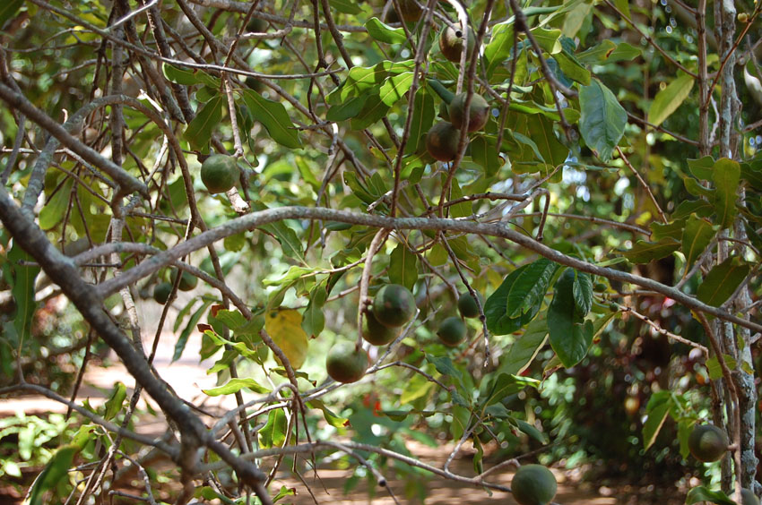 Macadamia Nuts