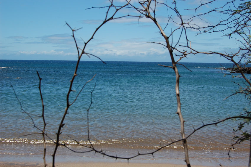 Thorny Kiawe Tree