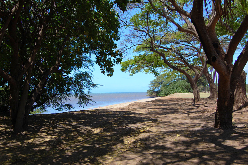 Park Trees