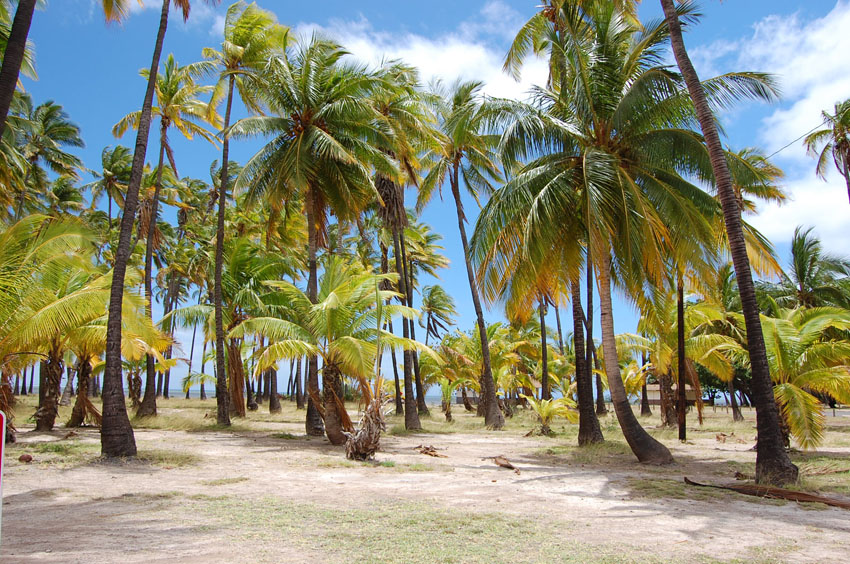 Coconut Trees