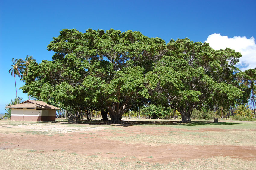 Good Shade Made by the Two Trees