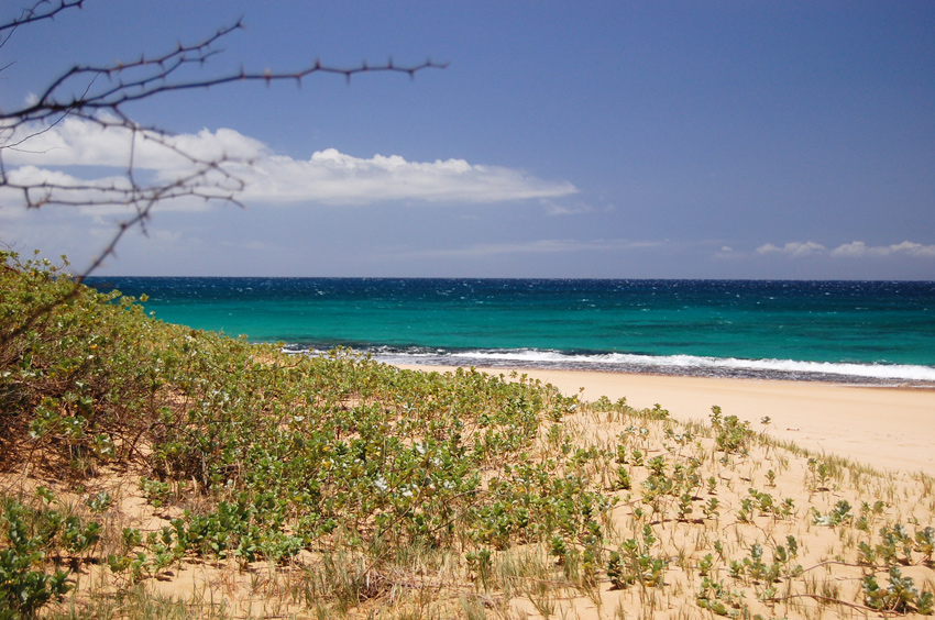 Thorny Branches with Ocean View