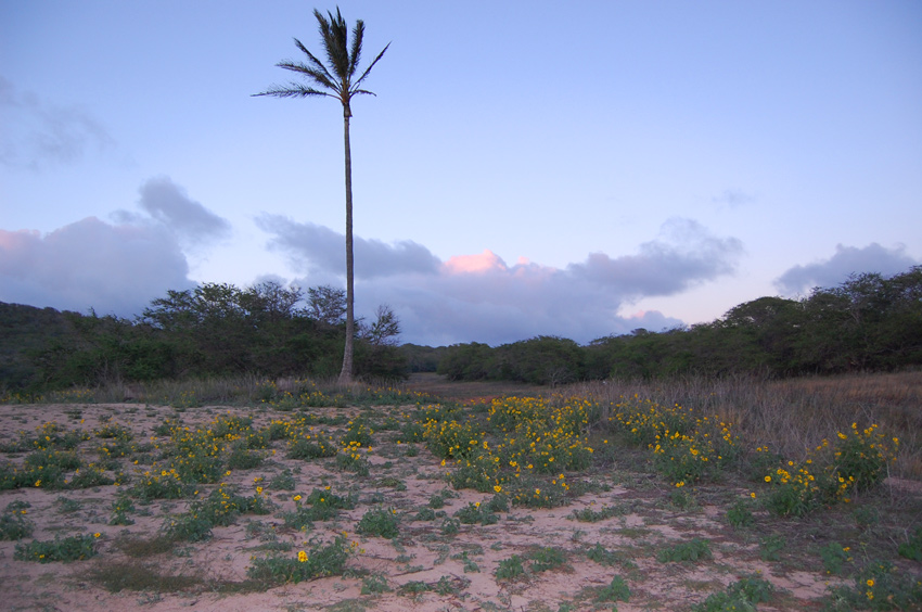 Surrounding Flora