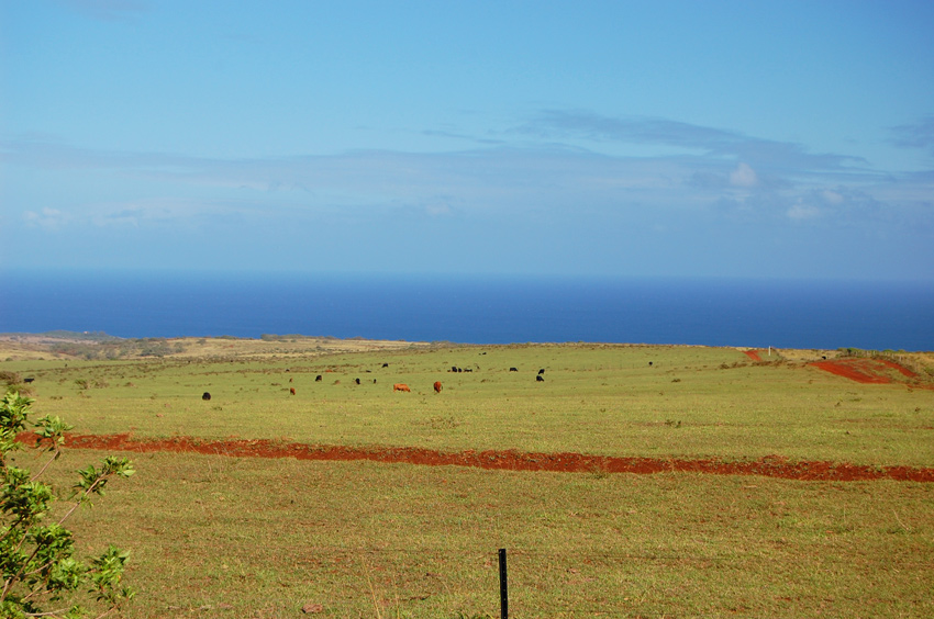 Molokai Cattle