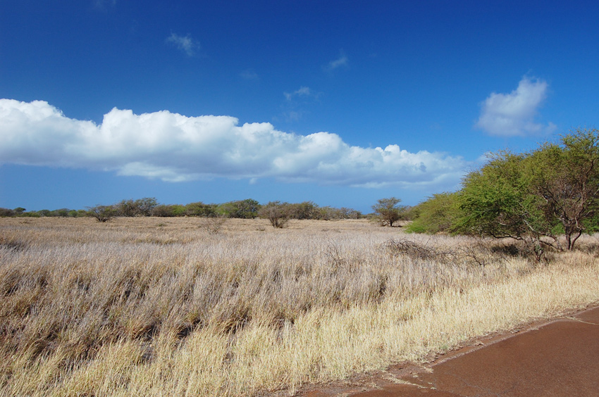 Wild Scenery