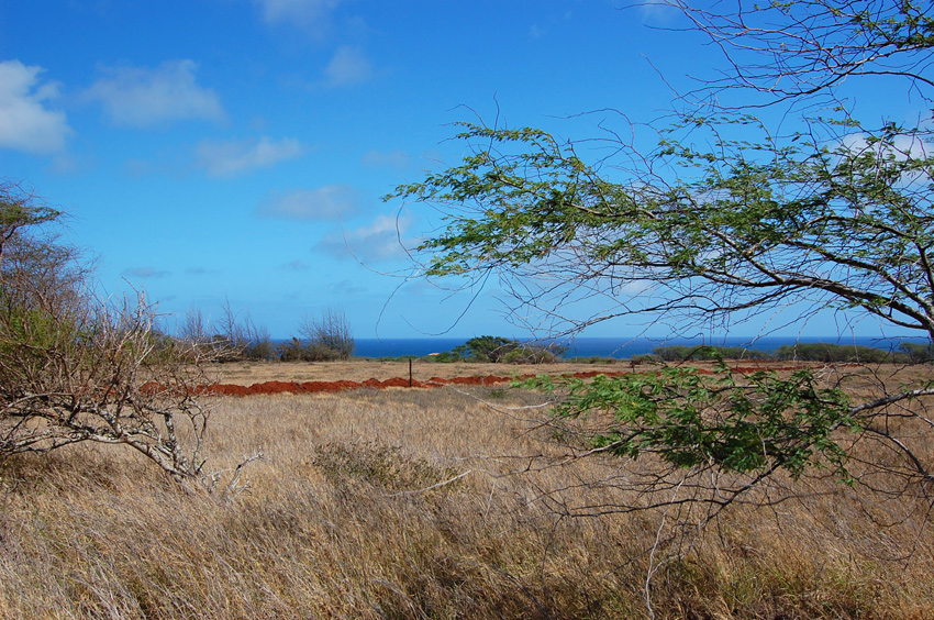 Wild Scenery 2