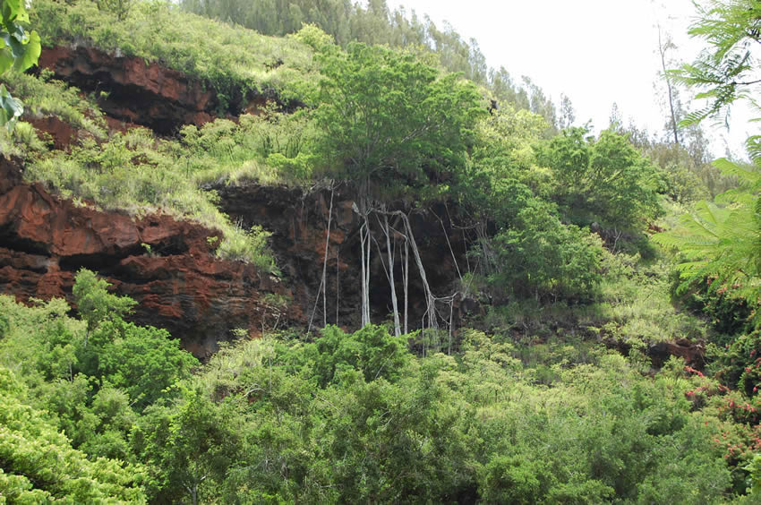 Interesting Tree Roots on Red Cliffs