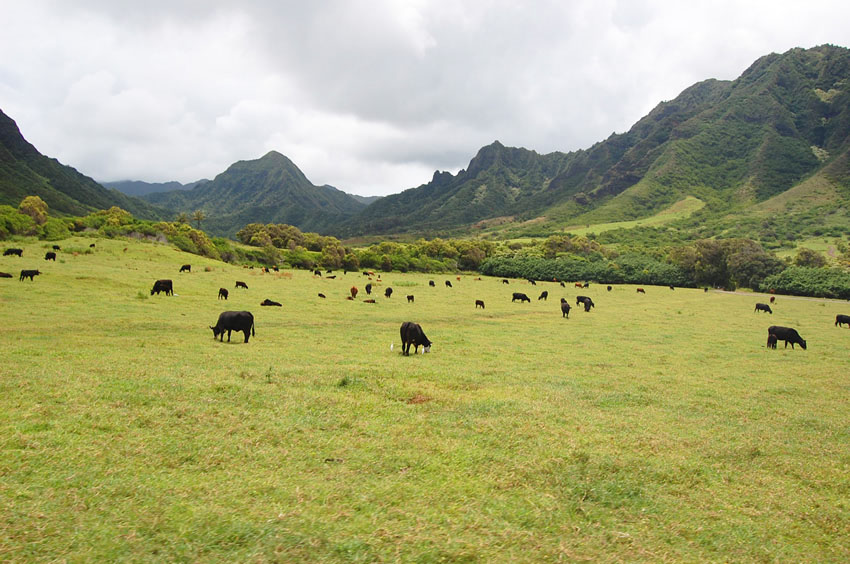 Kaaawa Valley