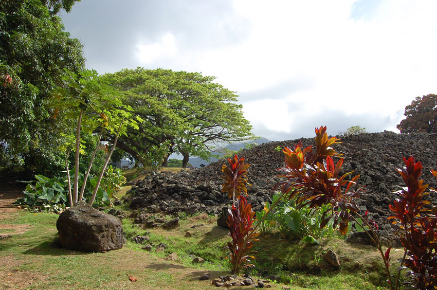 Colorful Flora Near the Stones2
