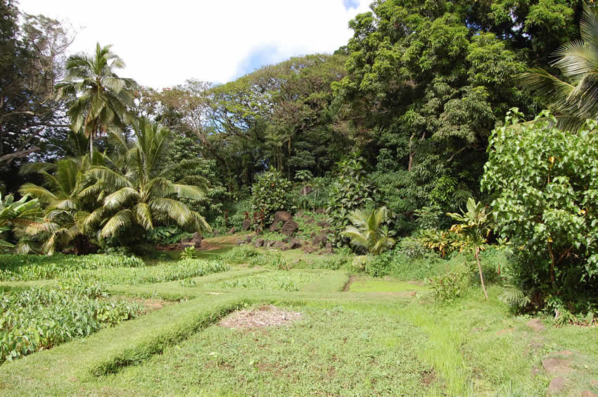 Tropical Graden