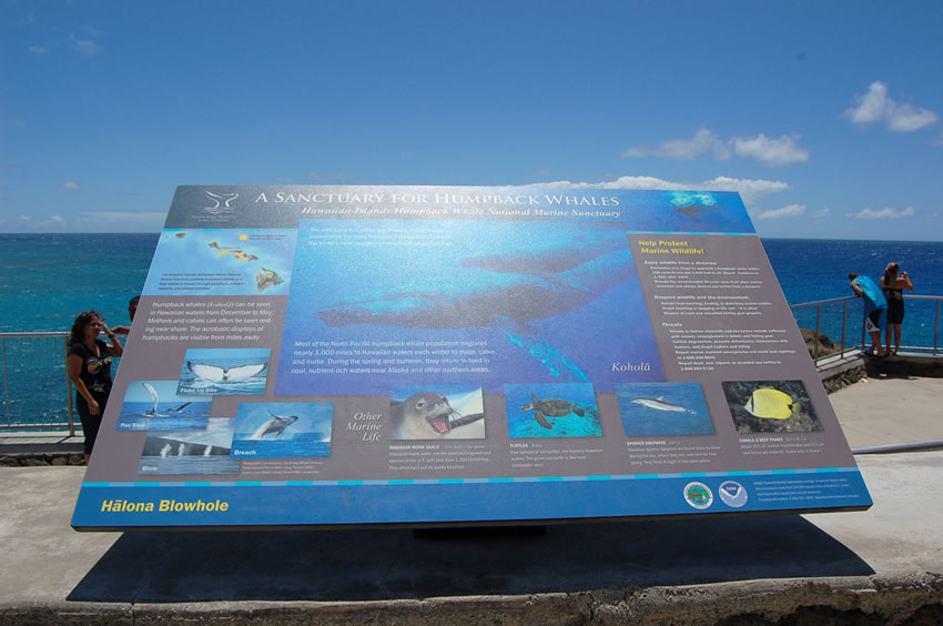 A Sanctuary for Humpback Whales
