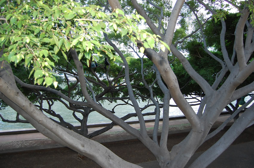 Tree at the Ala Wai Canal Park