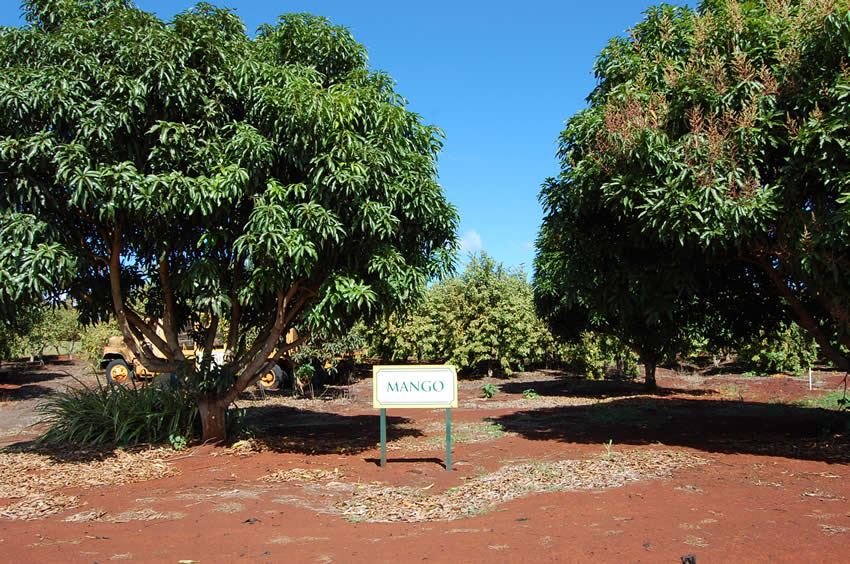 Mango Tree