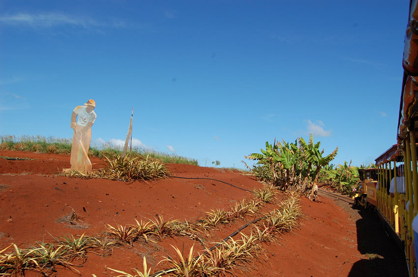 Train Ride Through Pineapple Plantation