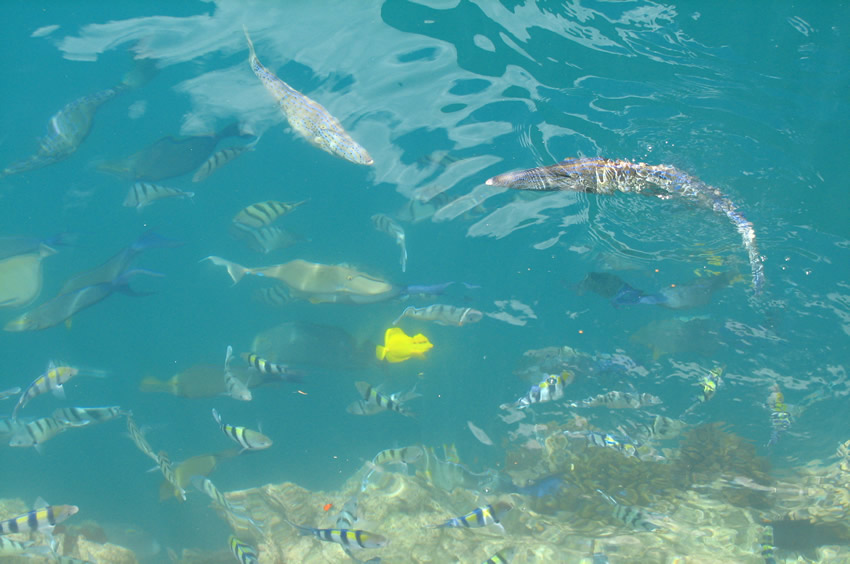 Coral Reef Fish